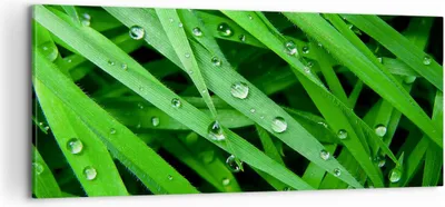 Produktbild von Bild auf Leinwand - Leinwandbild - Natur Gras Wasser Tropfen - 100x40cm - Wand Bild - Wanddeko - Leinwanddruck - Bilder - Kunstdruck - Wanddekoration - Leinwand bilder - Wandkunst - AB100x40-1562