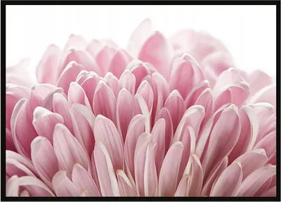 Produktbild von BILDERRAHMEN FÜR PLAKATE 53x73 cm Blume P1682