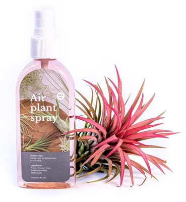 Produktbild von Gardners' Set für Tillandsia ionantha, rot, mit Dünger