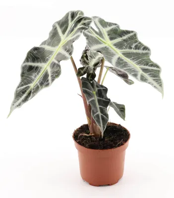 Productafbeelding van Pfeilblad Amazonica, kamerplant, 35 cm