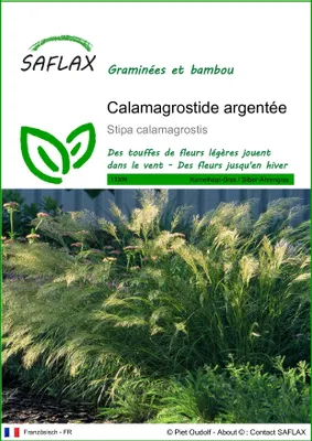 Image de SAFLAX  - Calamagrostide argentée - 50 graines - Stipa
