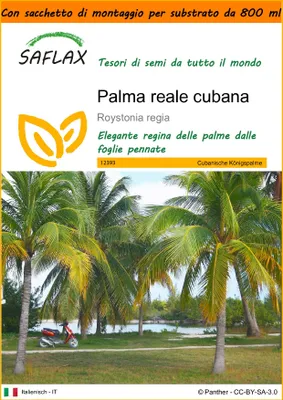 Immagine prodotto di SAFLAX Garden in the bag - Palma reale cubana - 8 semi - Roystonia