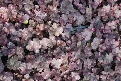 Produktbild von 6 x  Heuchera hybr. 'Midnight Rose' - Purpurglöckchen - Topf 9 x 9 cm