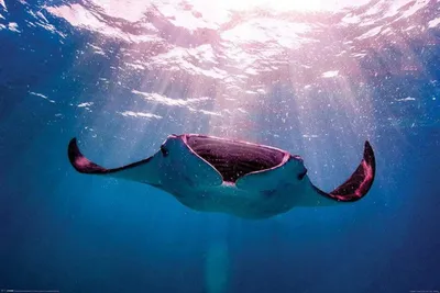 Obrázek produktu pro MANTA RAY – 61 x 91,5 cm – Plakát