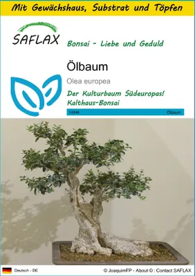 Produktbild von SAFLAX Anzucht Set - Ölbaum - Olea europea - 20 Samen - Mit Mini-Gewächshaus, Anzuchtsubstrat und 2 Töpfen