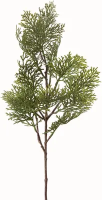 Produktbild von Gilde Zweig Zypresse  aus Kunststoff · grün  Höhe 60 cm   56412