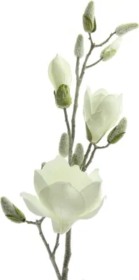 Produktbild von Magnolienzweig Weiß geeist 80 cm - Kunstblumen