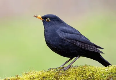 Produktbild von 3 D Ansichtskarte Amsel, Postkarte Wackelkarte Hologrammkarte Tiere Tier Vogel Gartenvogel