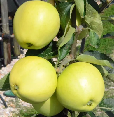 Several yellow apples are growing on a tree branch, with green leaves and a blurred background of a garden.