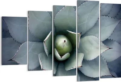 Produktbild von Bild auf Leinwand - Leinwandbild - 5 Teile - Blau Blätter Agave - 150x100cm - Wand Bild - Wanddeko - Wandbilder - Leinwanddruck - Bilder - Wanddekoration - Leinwand bilder - Wandbild - EG150x100-5133
