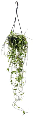 Immagine prodotto di Pianta da interno pensile - Ceropegia linearis "Merel candelabra", cesto sospeso da 14 cm