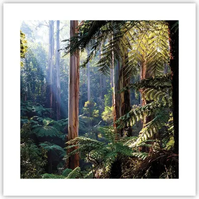 Produktbild von Poster - Poster ohne Rahmen - Morgendämmerung Bäume Wald - 40x40 cm - Wand Bild - Wanddeko - Wandbilder - Kunstposter - Wandposter - Bilder - Kunstdruck - Wanddekoration - Wandbild - P2XAC40x40-4403