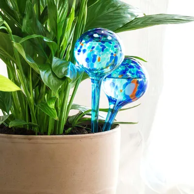 Obrázok produktu pre InnovaGoods® Globos de automatické zavlažovanie kvetináčov, kvapková závlaha pre kvetináče 2 jednotky, samozavlažovací systém pre kvetináče, kvapkový zavlažovací systém s objemom 350 ml (Ø9x30 cm). Trvanie približne 10 dní.