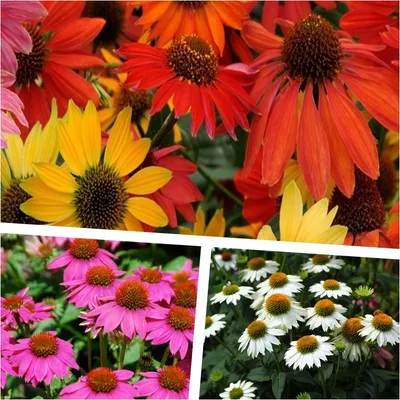 Produktbild von Stauden Gänge 3 x Echinacea purpurea Kollektion - Purpursonnenhut Scheinsonnenhut - sehr Insekten- und Bienenfreundlich - Wir lieben die Sonne