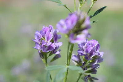 Produktbild von 10.000 Samen Luzerne / Alfalfa (Medicago sativa) Eiweißreiches Tierfutter, Bienenweide & natürlicher Gründünger Schnellwachsend, mehrjährig