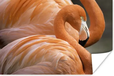 Produktbild von MuchoWow® Poster Zwei Flamingos stehen nebeneinander 120x80 cm - Bilder