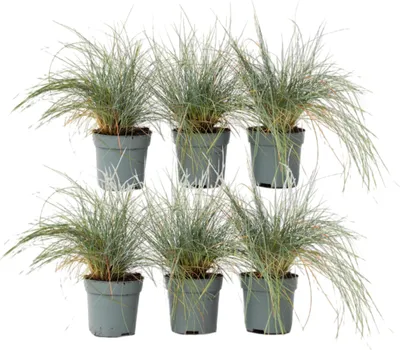 Zdjęcie produktu dla Kostrzewa popielata - 6 szt - Festuca glauca - W10-15cm - ⌀9cm