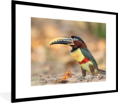 Produktbild von MuchoWow® Gerahmtes Poster Vogel - Tukan - Federn - Natur 80x60 cm - Poster mit Schwarzem Bilderrahmen Wandposter Rahmen Foto Bilder - Schlafzimmer-Dekorationen - Fotoposter