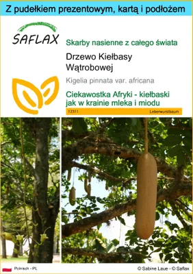 Zdjęcie produktu dla SAFLAX - Zestaw prezentowy - Drzewo Kiełbasy Wątrobowej - 10 Nasiona - Z pudełkiem upominkowym, etykietą wysyłkową, kartą podarunkową i podłożem uprawowym - Kigelia pinnata var. africana