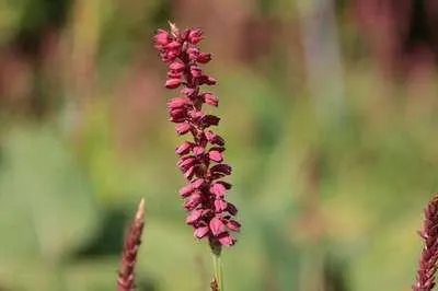 Zdjęcie produktu dla 6 x Persicaria ampl. 'J.s. Caliente'® - Rdestowiec ostrokończysty - doniczka 9 x 9 cm