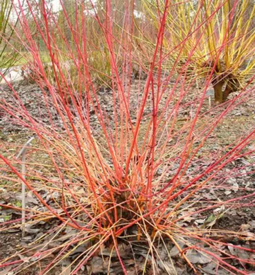 Produktbild von Blutroter Hartriegel 'ANNY'S WINTER ORANGE' 50-60 cm, Cont. 2,5 l
