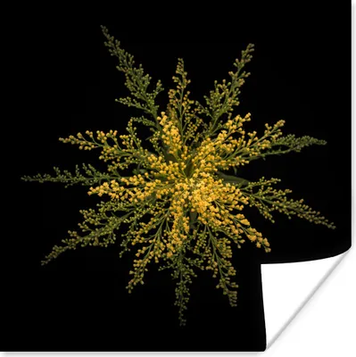 Produktbild von MuchoWow® Poster Eine Goldrutenblüte auf schwarzem Hintergrund 75x75 cm - Wand Dekoration
