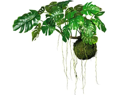 Produktbild von Kunstpflanze Splitphilodendron Höhe: 80 cm grün