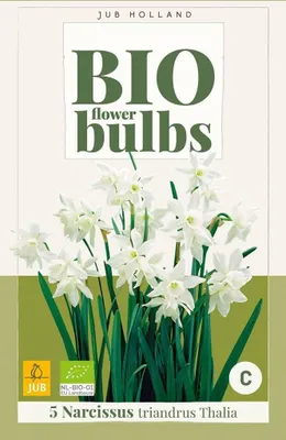Produktbild von Narcissus triandrus Thalia 5 Stück JUB
