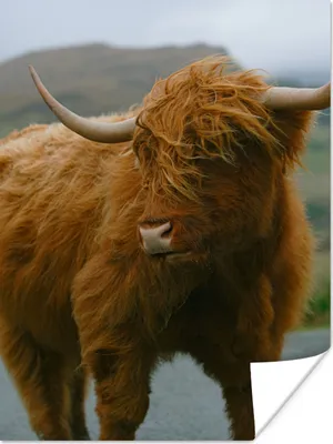 Produktbild von MuchoWow® Poster Schottischer Highlander - Berg - Straße 60x80 cm - Schlafzimmer Dekoration