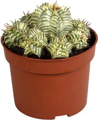 Obrázek produktu pro Mléč Euphorbia meloformis variegata Ø10,5 cm, sukulentní pokojová rostlina