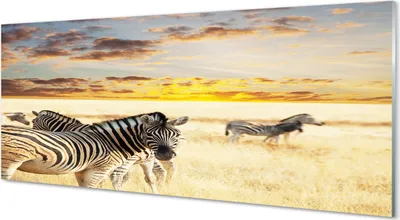 Produktbild von Glasbilder 125x50 Wandkunst Zebras Feld Sonnenuntergang