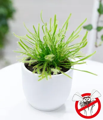 Produktbild von BALDUR Garten 1x Fleischfressende Pflanze Sonnentau, Pflanze im 8,5 cm-Topf, Drosera, natüricher Fliegenfänger, Zimmerpflanze, Grünpflanze, mehrjährig - frostfrei halten