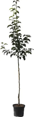 Produktbild von Nashi Nijisseiki Asienbirne Apfelbirne als Halbstamm 150-170 cm 9,5 Liter Topf Unterlage: Sämling