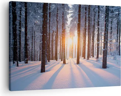 Produktbild von Bild auf Leinwand - Leinwandbild - Wald Winter Schnee - 70x50cm - Wand Bild - Wanddeko - Wandbilder - Leinwanddruck - Bilder - Kunstdruck - Wanddekoration - Leinwand bilder - Wandkunst - AA70x50-3629