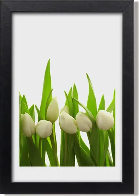 Produktbild von Bild 20x30 MDF-Rahmen, Wandkunst Weiße Tulpen