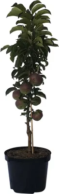 Produktbild von Säulenapfel Rondo (S) Winterapfel