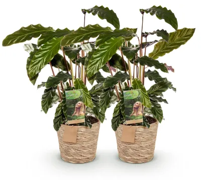 Produktbild von Green boutiQ - Zimmerpflanzen - Calathea Rufibarba - Pfauenpflanze - Wenig Pflege - mit Korb - Grün - 2 Pflanzen - Topf 17cm - Höhe 55-60cm