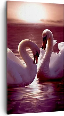 Produktbild von Bild auf Leinwand - Leinwandbild - Schwäne Landschaft Wasser - 45x80cm - Wand Bild - Wanddeko - Leinwanddruck - Bilder - Kunstdruck - Wanddekoration - Leinwand bilder - Wandkunst - PA45x80-0223