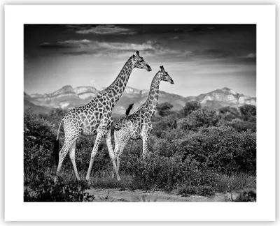 Produktbild von Poster - Poster ohne Rahmen - Giraffen Schwarzweiß Fotografie - 50x40 cm - Wand Bild - Wanddeko - Wandbilder - Kunstposter - Wandposter - Bilder - Kunstdruck - Wanddekoration - P2XAA50x40-4441