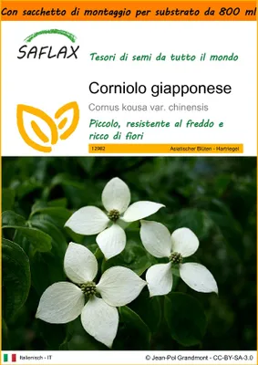 Immagine prodotto di SAFLAX Garden in the bag - Corniolo giapponese - 30 semi - Cornus