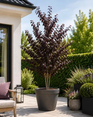 Produktbild von Blutpflaume Prunus cerasifera 'Pissardii' ca. 200 cm | Rotlaubige Zierpflaume | Zierbaum | Blutpflaumenbaum | Winterhart | Blühbaum