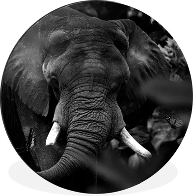 Produktbild von MuchoWow® Aluminium Wandkreis Tiere - Elefant - Schmetterlinge - Schwarz - Weiß Ø 90 cm Wanddeko Modern Wohnzimmer - Mauerkreis - Wandbilder - Runde Bild - Bild aus Aluminium - Schlafzimmer - Wohnzimmerdekoration - Wand Dekoration