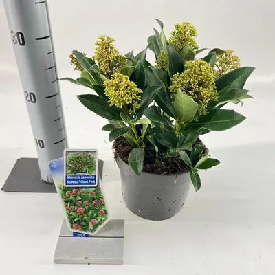 Obrázek produktu pro Skimmia jap. Rubesta® Giant Pink ('Moerings 4'PBR) – japonská skimmie | 20–25 cm v květináči