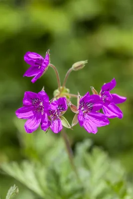Produktbild von Erodium manescavii, Storchschnabel, rosa Blüten, ca. 9x9 cm Topf