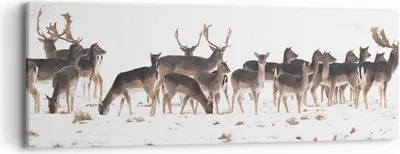 Produktbild von Bild auf Leinwand - Leinwandbild - Hirsch Winter Tierwelt Landschaft - 90x30cm - Wand Bild - Wanddeko - Leinwanddruck - Bilder - Kunstdruck - Leinwand bilder - Wandkunst - AB90x30-3144