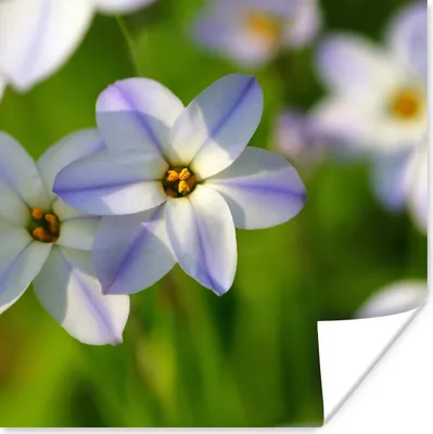 Produktbild von MuchoWow® Poster Blumen - Garten - Lila 100x100 cm - Babyzimmer
