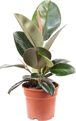 Image de Gommier d'entretien facile - Ficus elastica 'Robusta' - hauteur env. 45 cm, pot Ø 17 cm