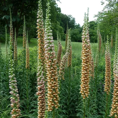 Produktbild von 6 x Fingerhut - Digitalis ferruginea 'Gigantea' | Topf 9cm x 9cm