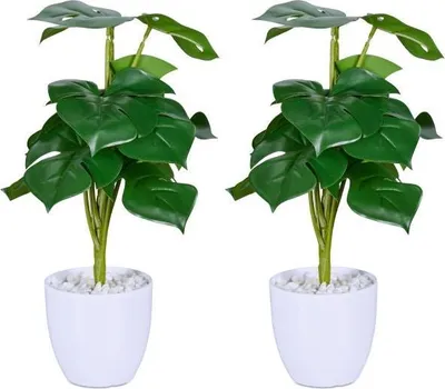 Immagine prodotto di Set di 2 piante artificiali Monstera