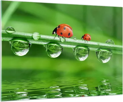 Produktbild von Bilder auf glas - Marienkäfer Wasser Grün Umwelt - 100x70cm - Glasbilder - Wandbilder - Kunstdruck - zum Aufhängen bereit - Wanddekoration aus Glas - Glas Bilder - Wandbild auf Glas - GAA100x70-2661